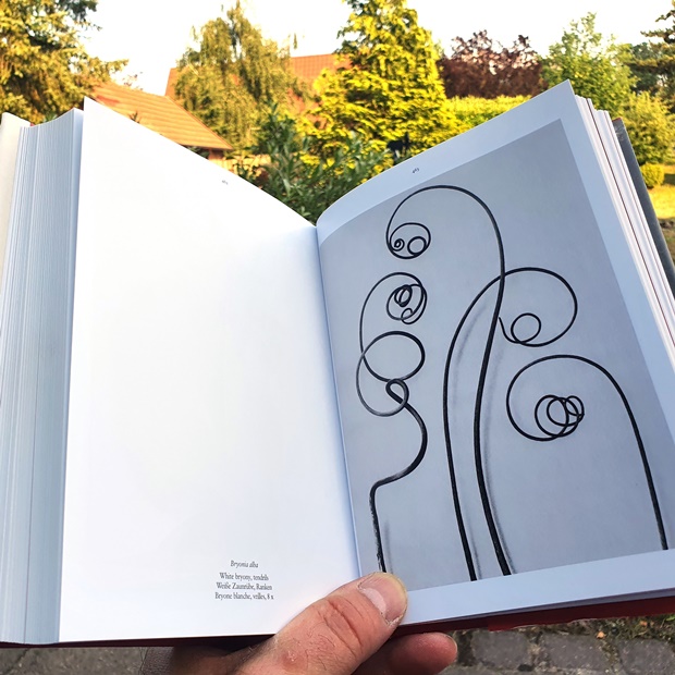 karl-blossfeldt-the-complete-published-work-006-2